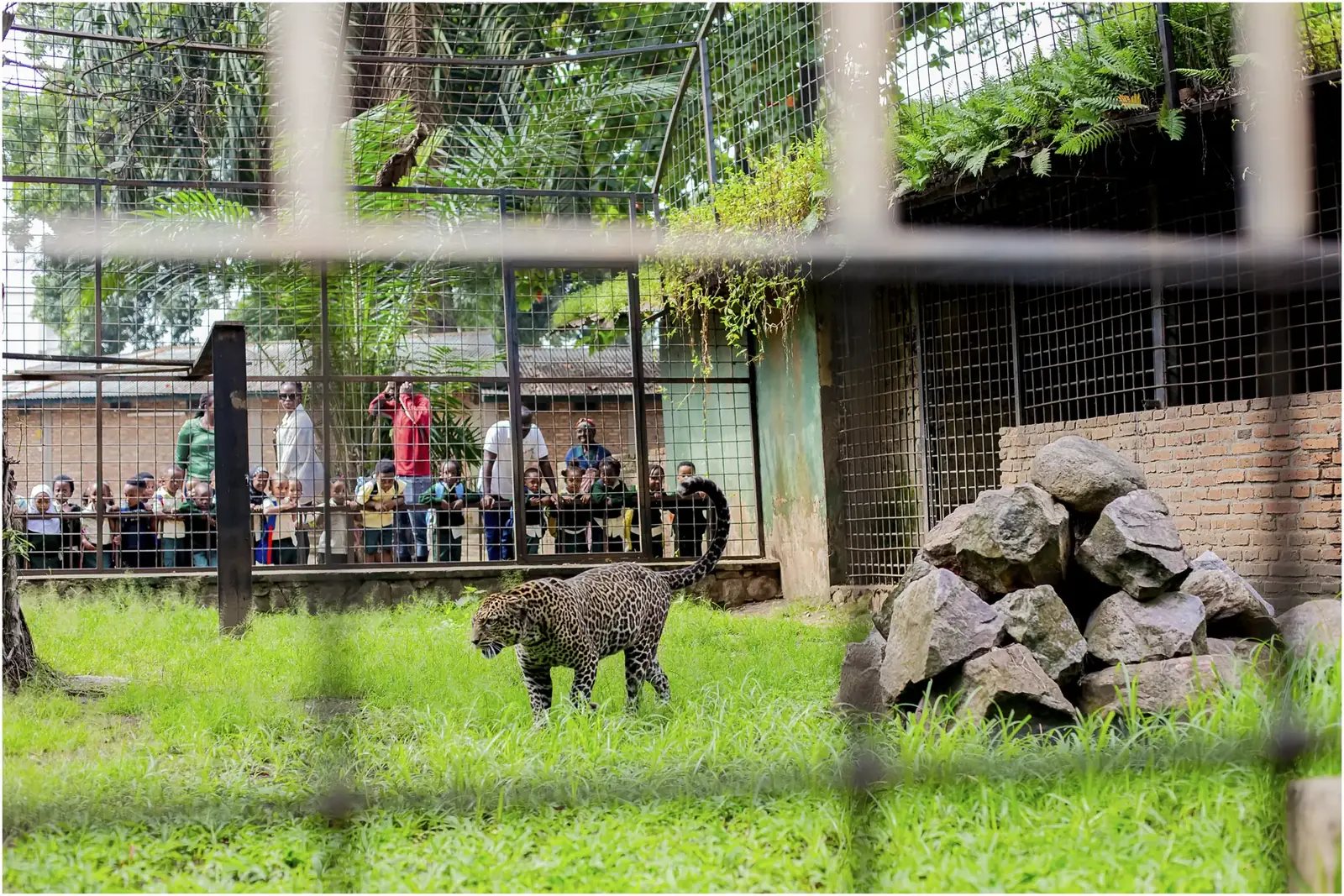 Pupils visiting a zoo enclosure